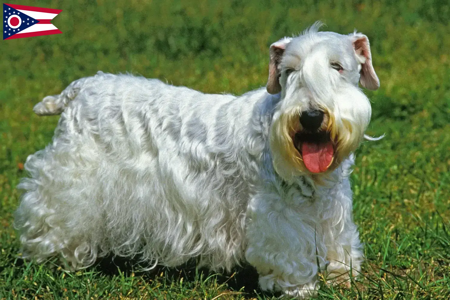 Read more about the article Sealyham Terrier breeders and puppies in Ohio