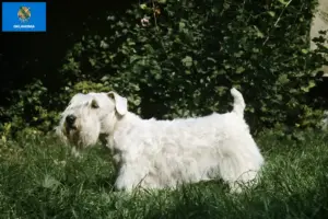 Read more about the article Sealyham Terrier breeders and puppies in Oklahoma