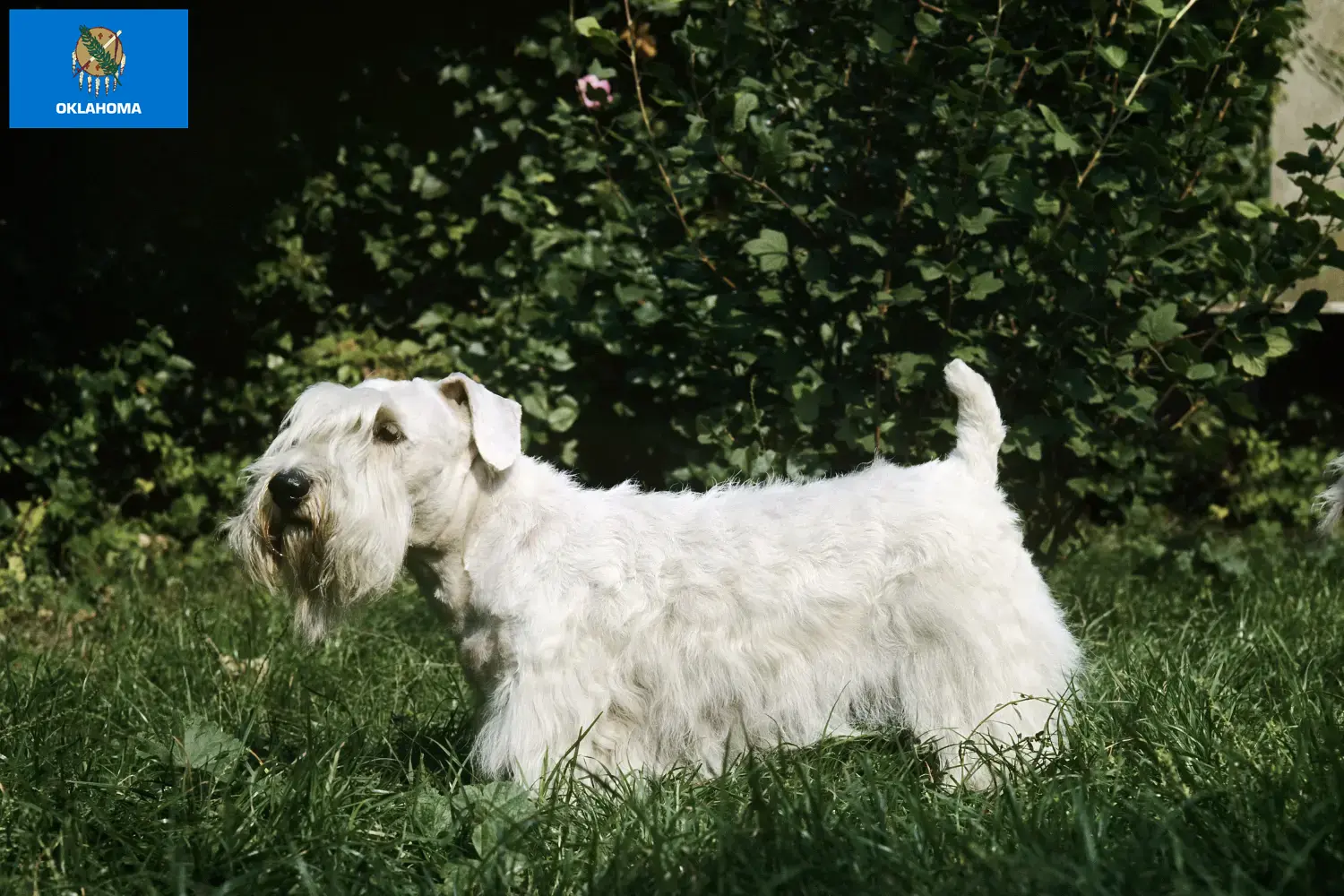 Read more about the article Sealyham Terrier breeders and puppies in Oklahoma