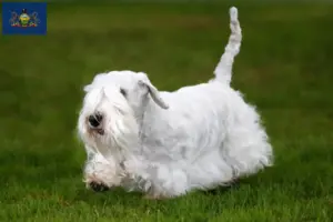 Read more about the article Sealyham Terrier breeders and puppies in Pennsylvania