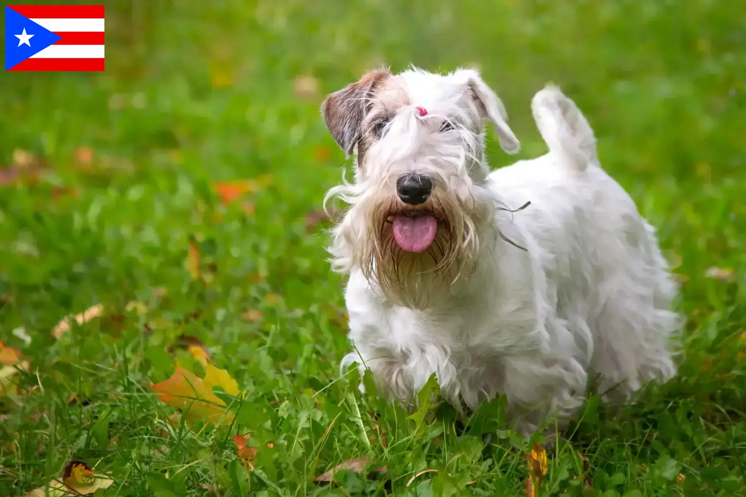 Read more about the article Sealyham Terrier breeders and puppies in Puerto Rico