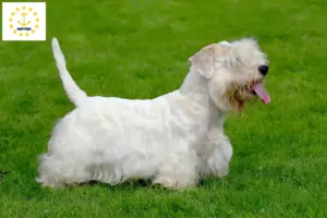 Read more about the article Sealyham Terrier breeders and puppies in Rhode Island