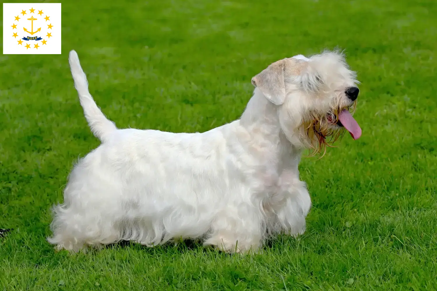 Read more about the article Sealyham Terrier breeders and puppies in Rhode Island