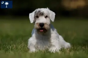 Read more about the article Sealyham Terrier breeders and puppies in South Carolina