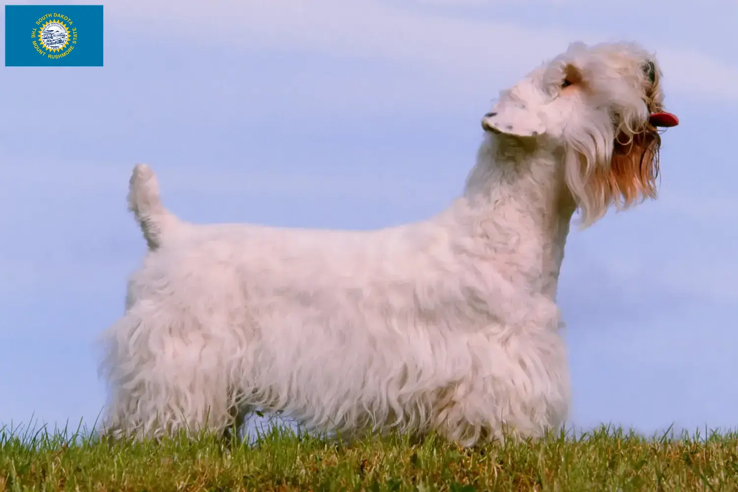Read more about the article Sealyham Terrier breeders and puppies in South Dakota