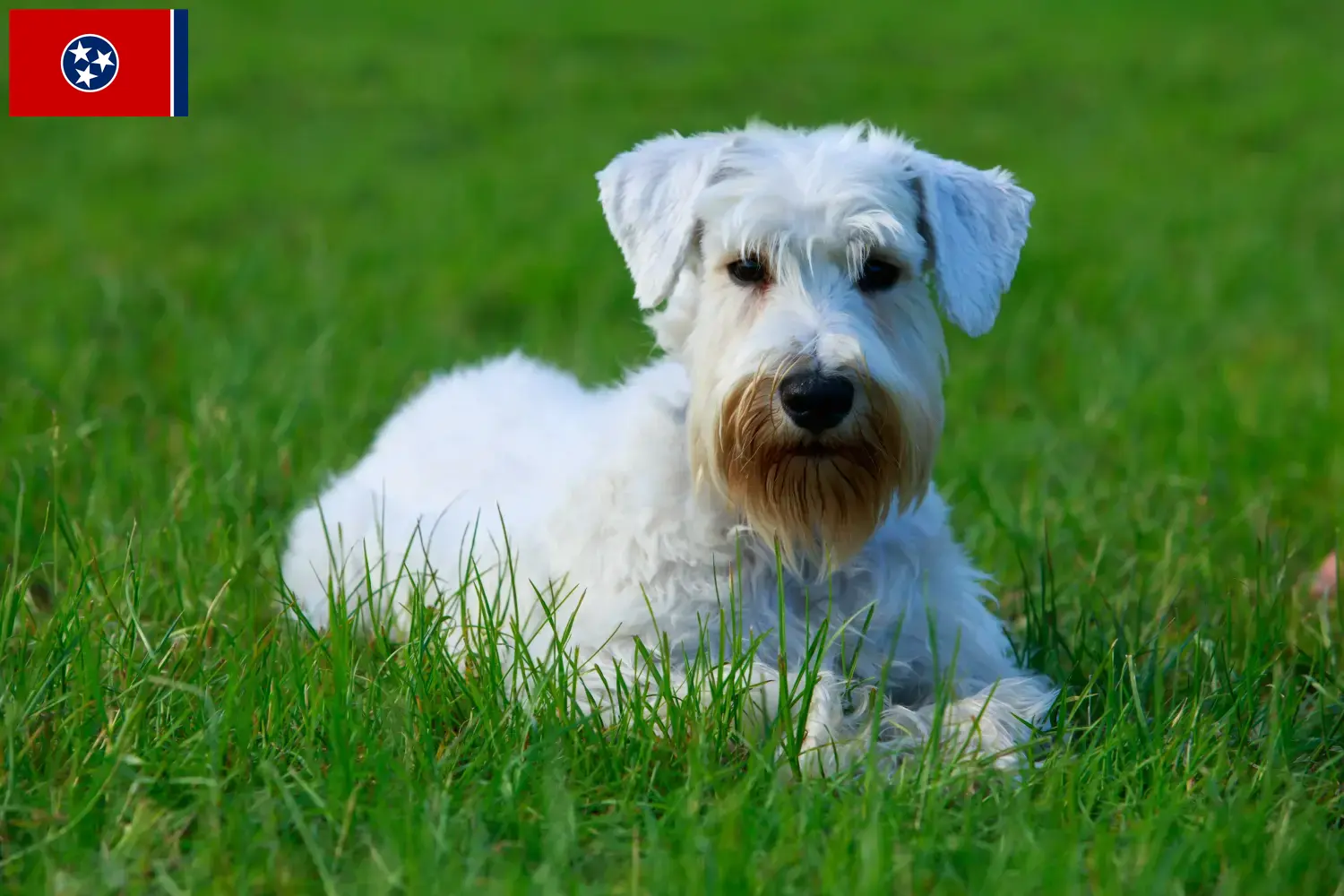 Read more about the article Sealyham Terrier breeders and puppies in Tennessee