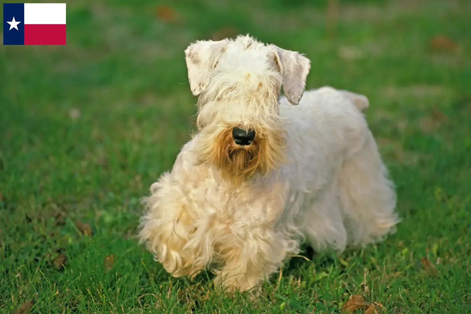 Read more about the article Sealyham Terrier breeders and puppies in Texas