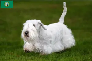 Read more about the article Sealyham Terrier breeders and puppies in Washington