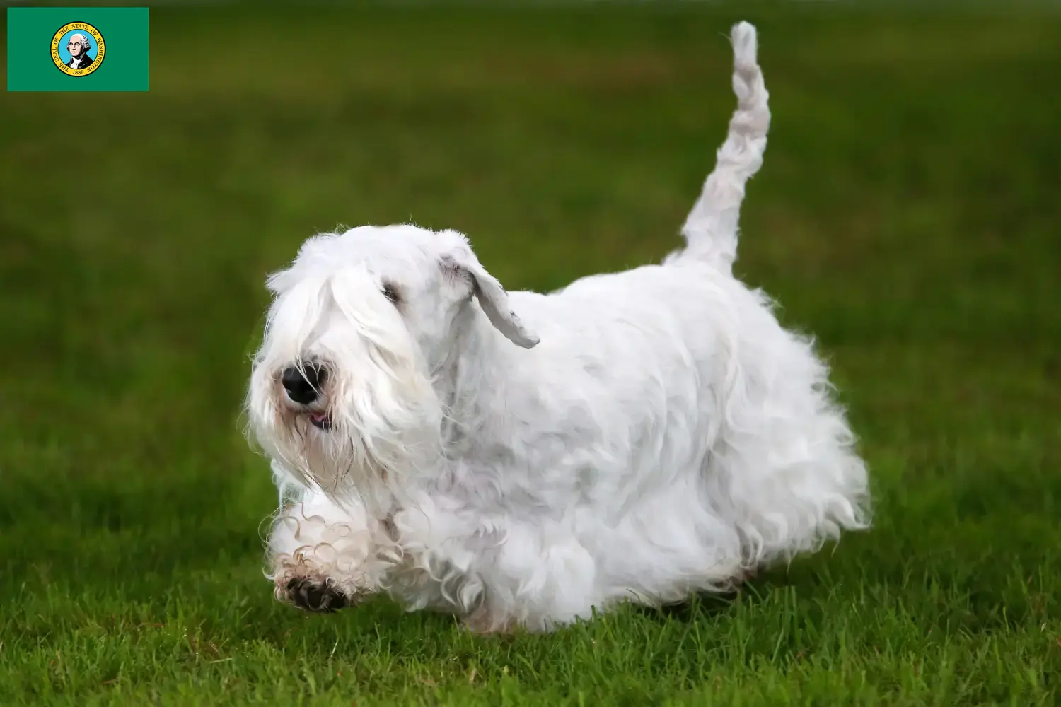 Read more about the article Sealyham Terrier breeders and puppies in Washington
