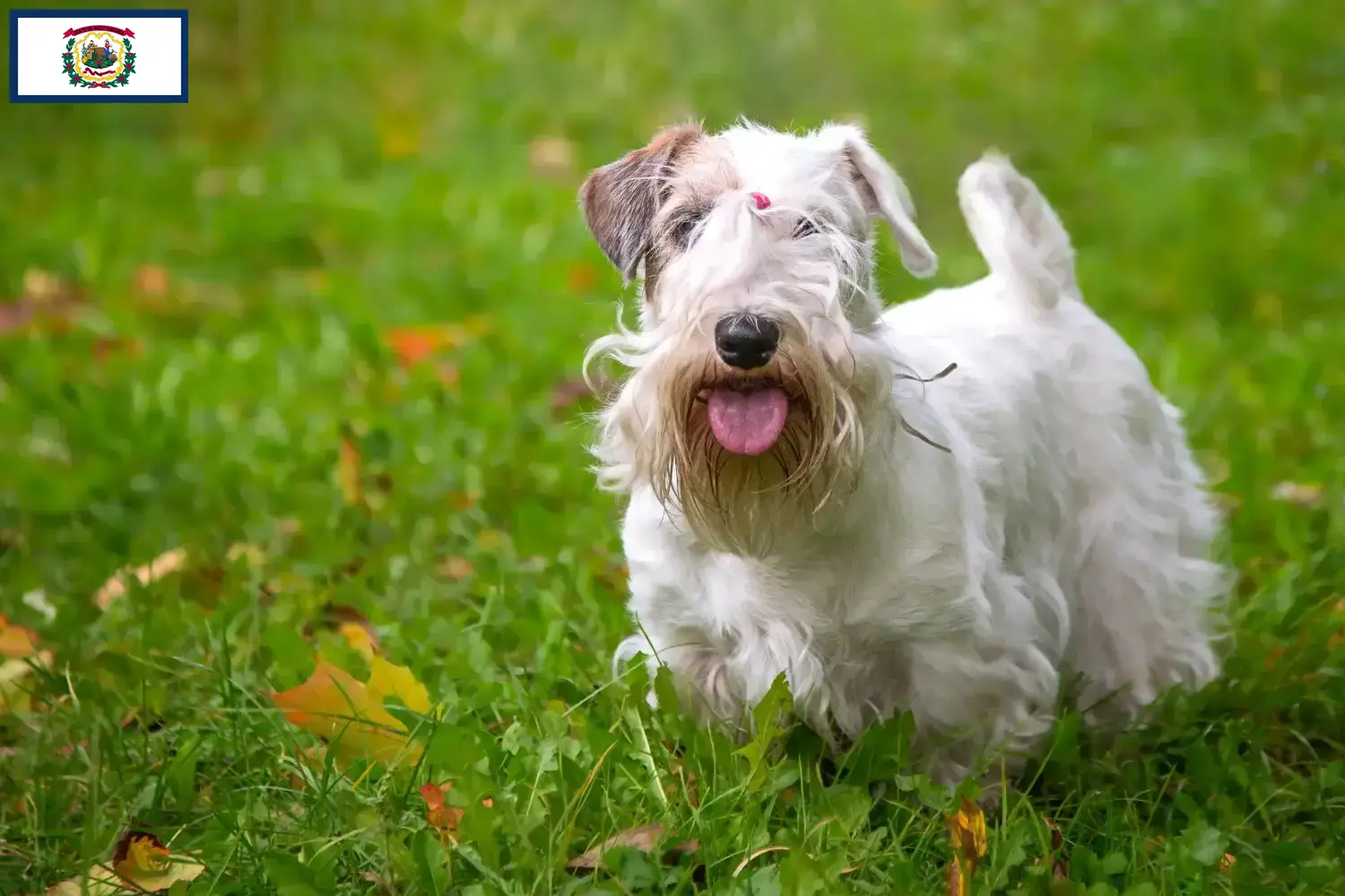 Read more about the article Sealyham Terrier breeders and puppies in West Virginia