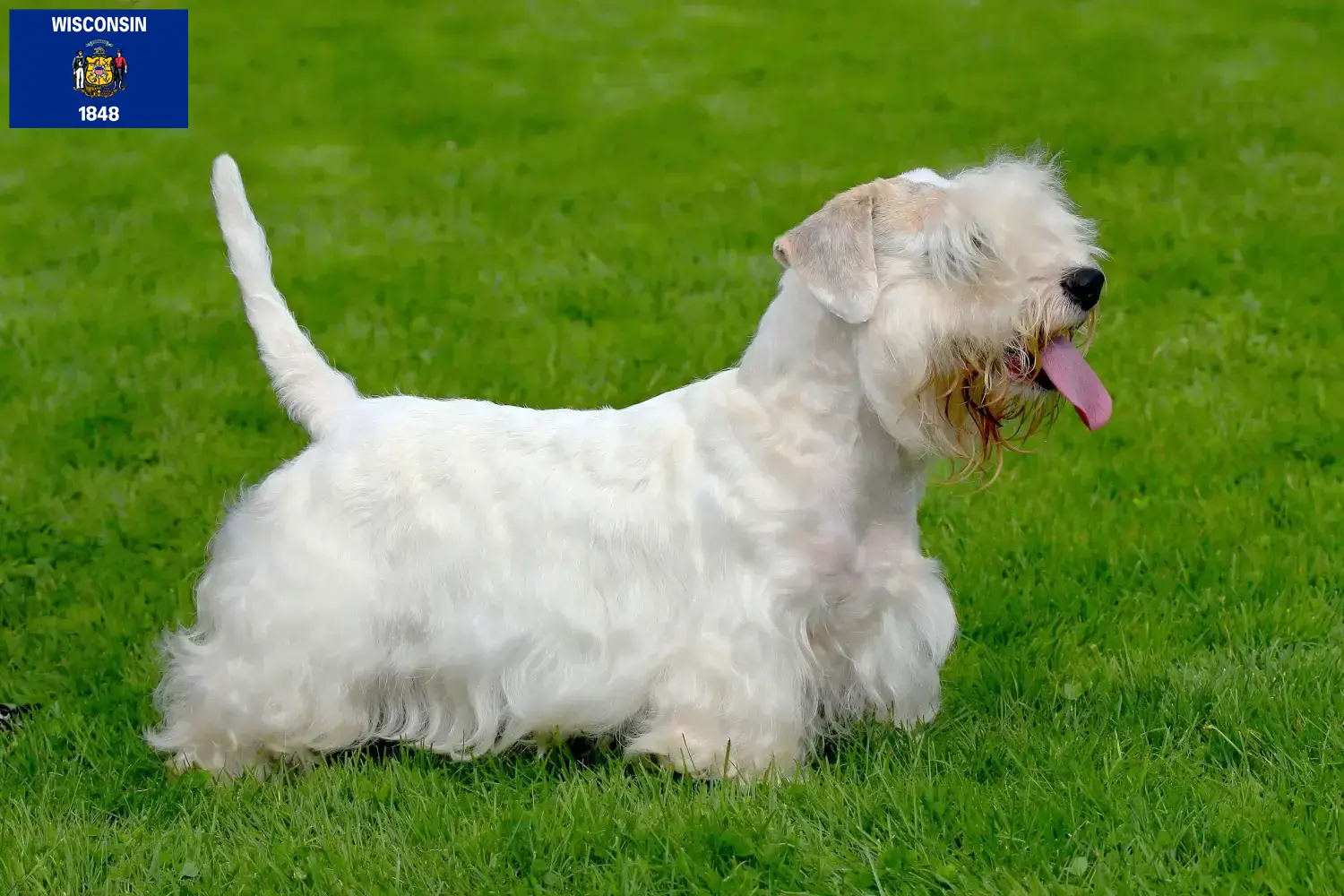 Read more about the article Sealyham Terrier breeders and puppies in Wisconsin