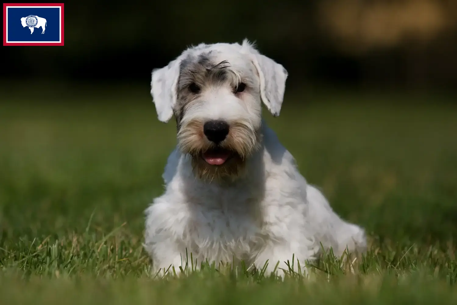 Read more about the article Sealyham Terrier breeders and puppies in Wyoming