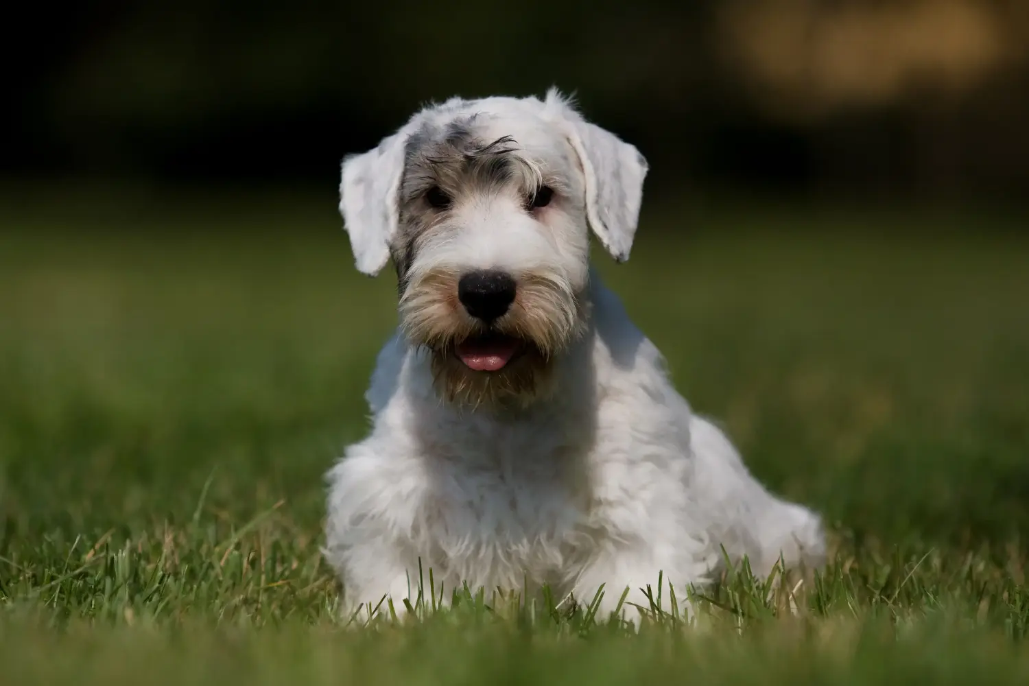 Buying a Sealyham Terrier puppy means taking responsibility! Buy Sealyham Terrier puppies.