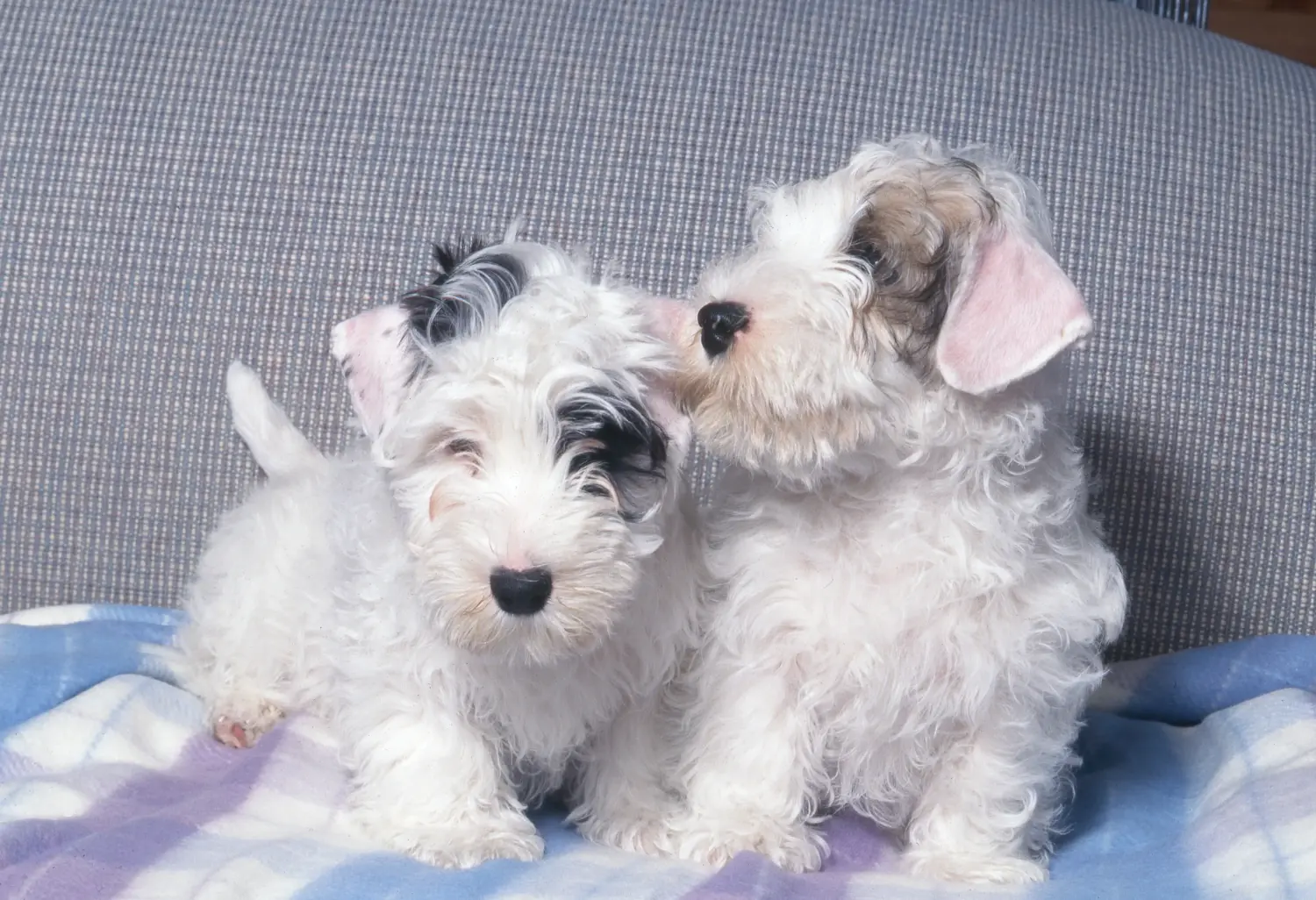 Buying a Sealyham Terrier puppy means taking responsibility! Buy Sealyham Terrier puppies.