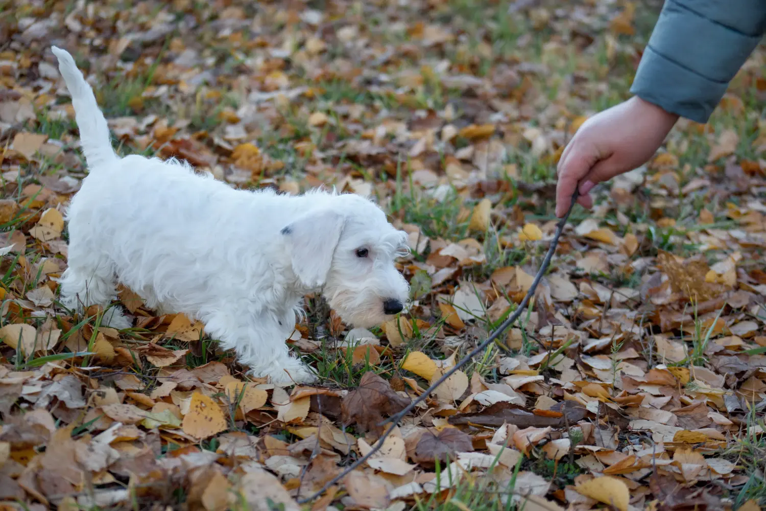 Buying a Sealyham Terrier puppy means taking responsibility! Buy Sealyham Terrier puppies.