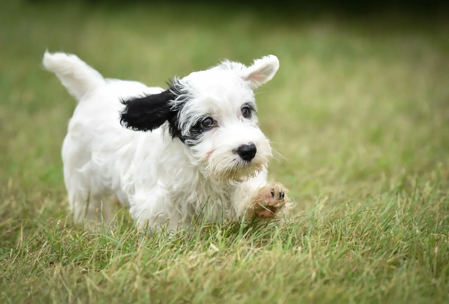 Buying a Sealyham Terrier puppy means taking responsibility! Buy Sealyham Terrier puppies.