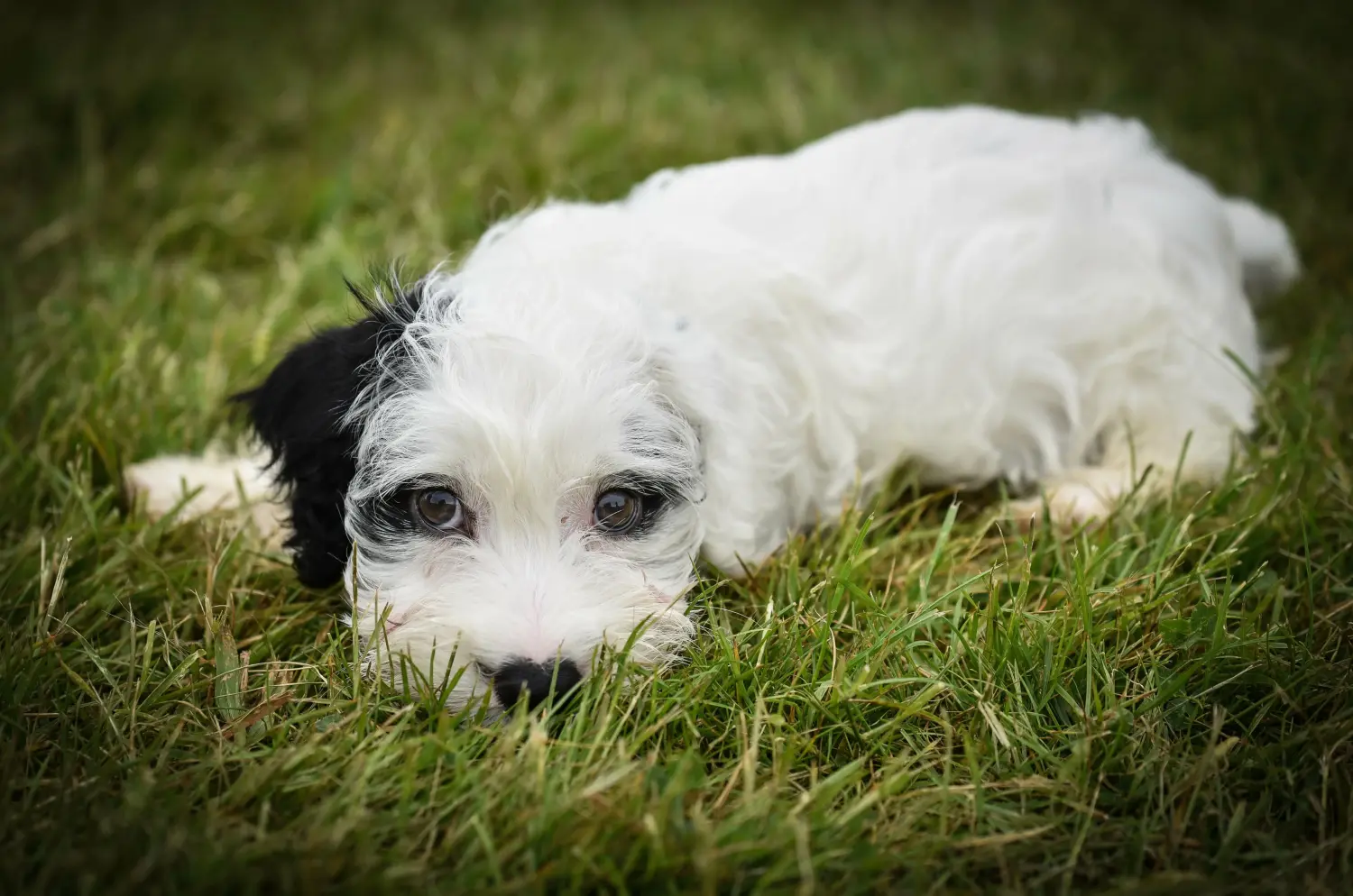 Buying a Sealyham Terrier puppy means taking responsibility! Buy Sealyham Terrier puppies.