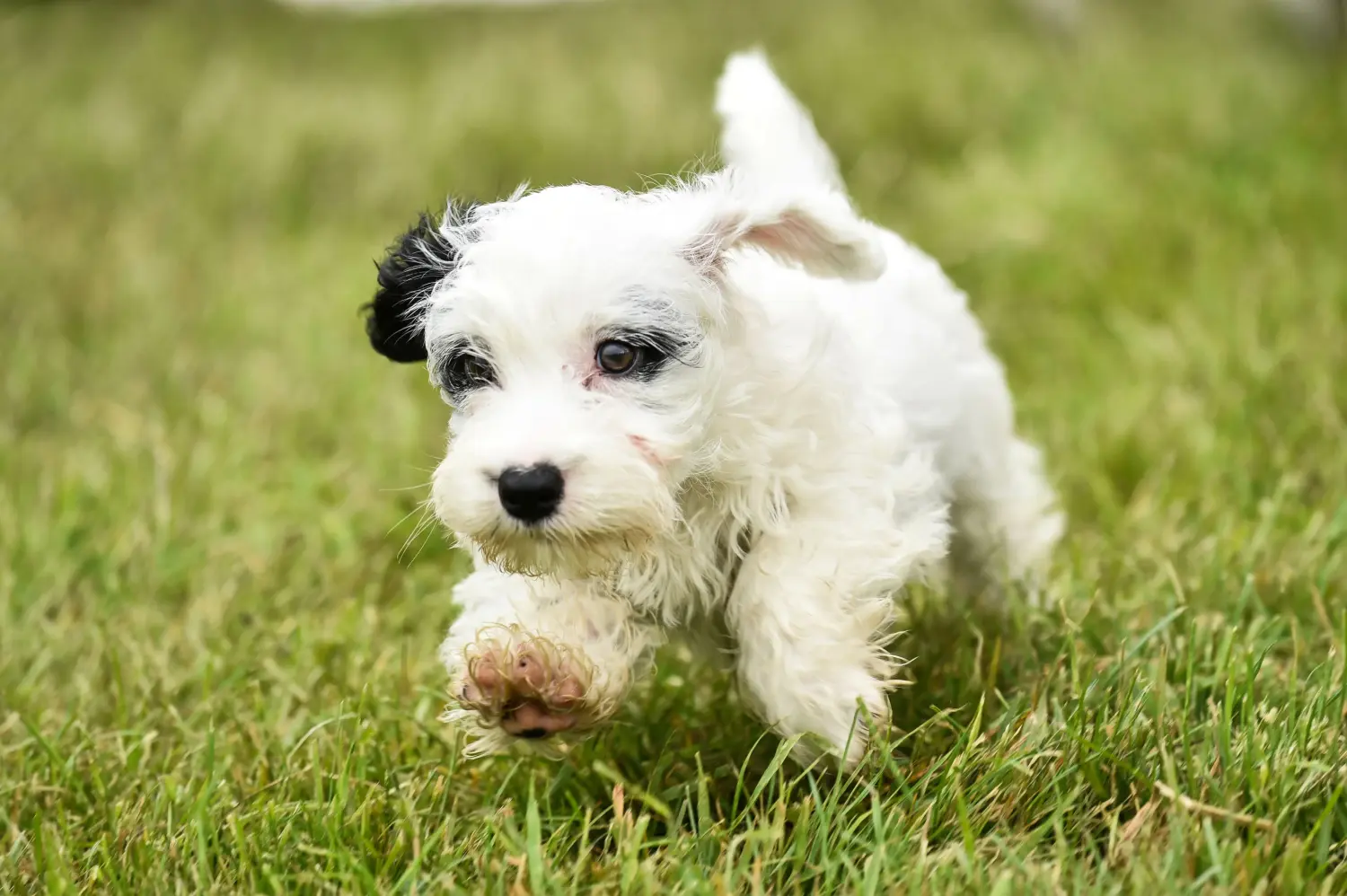 Buying a Sealyham Terrier puppy means taking responsibility! Buy Sealyham Terrier puppies.