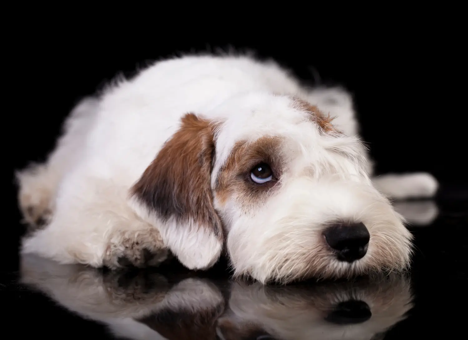 Buying a Sealyham Terrier puppy means taking responsibility! Buy Sealyham Terrier puppies.