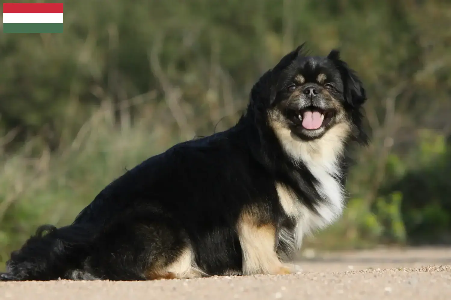 Read more about the article Tibetan Spaniel breeders and puppies in Hungary