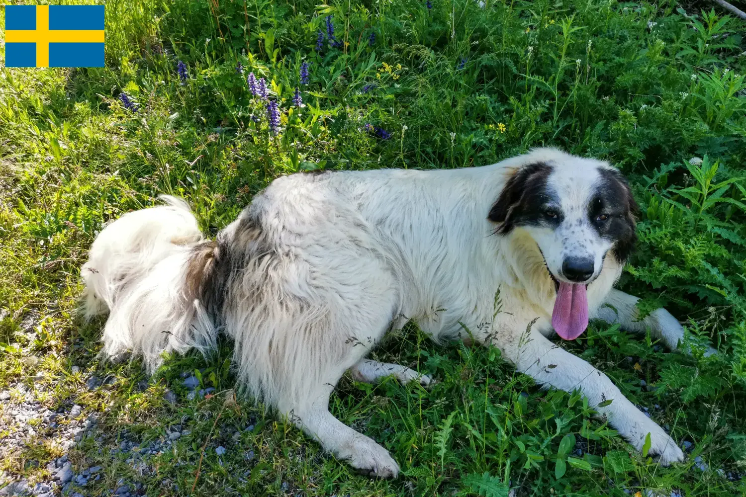 Read more about the article Tornjak breeders and puppies in Sweden