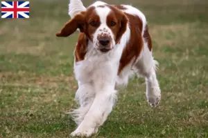 Read more about the article Welsh Springer Spaniel breeders and puppies in Great Britain