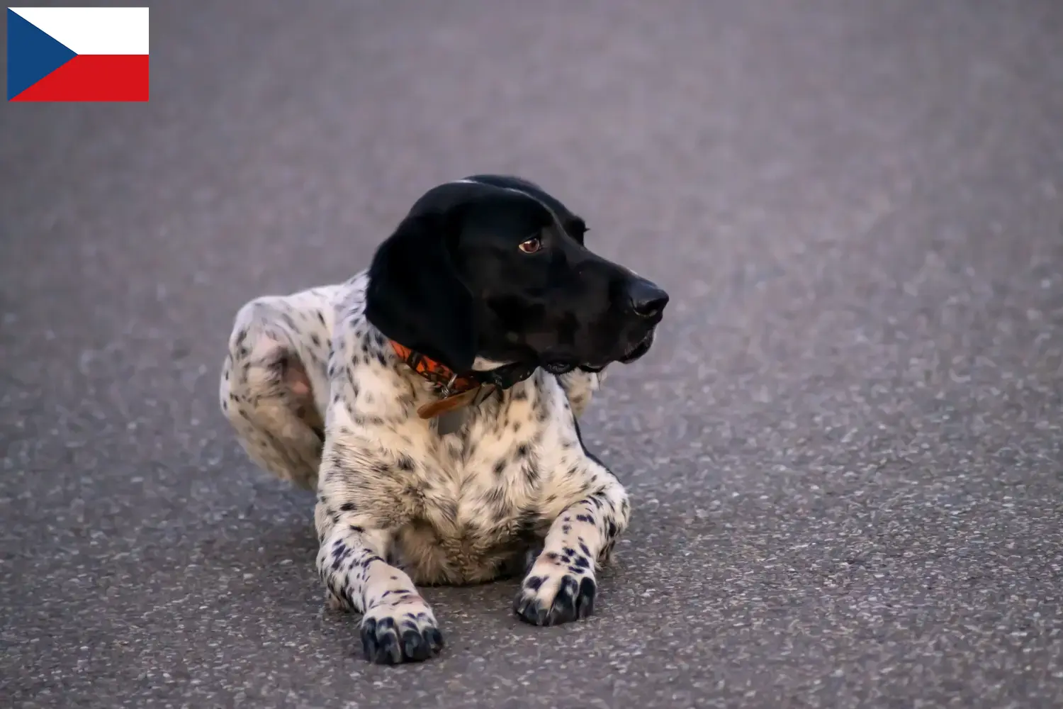 Read more about the article Braque d’Auvergne breeders and puppies in the Czech Republic