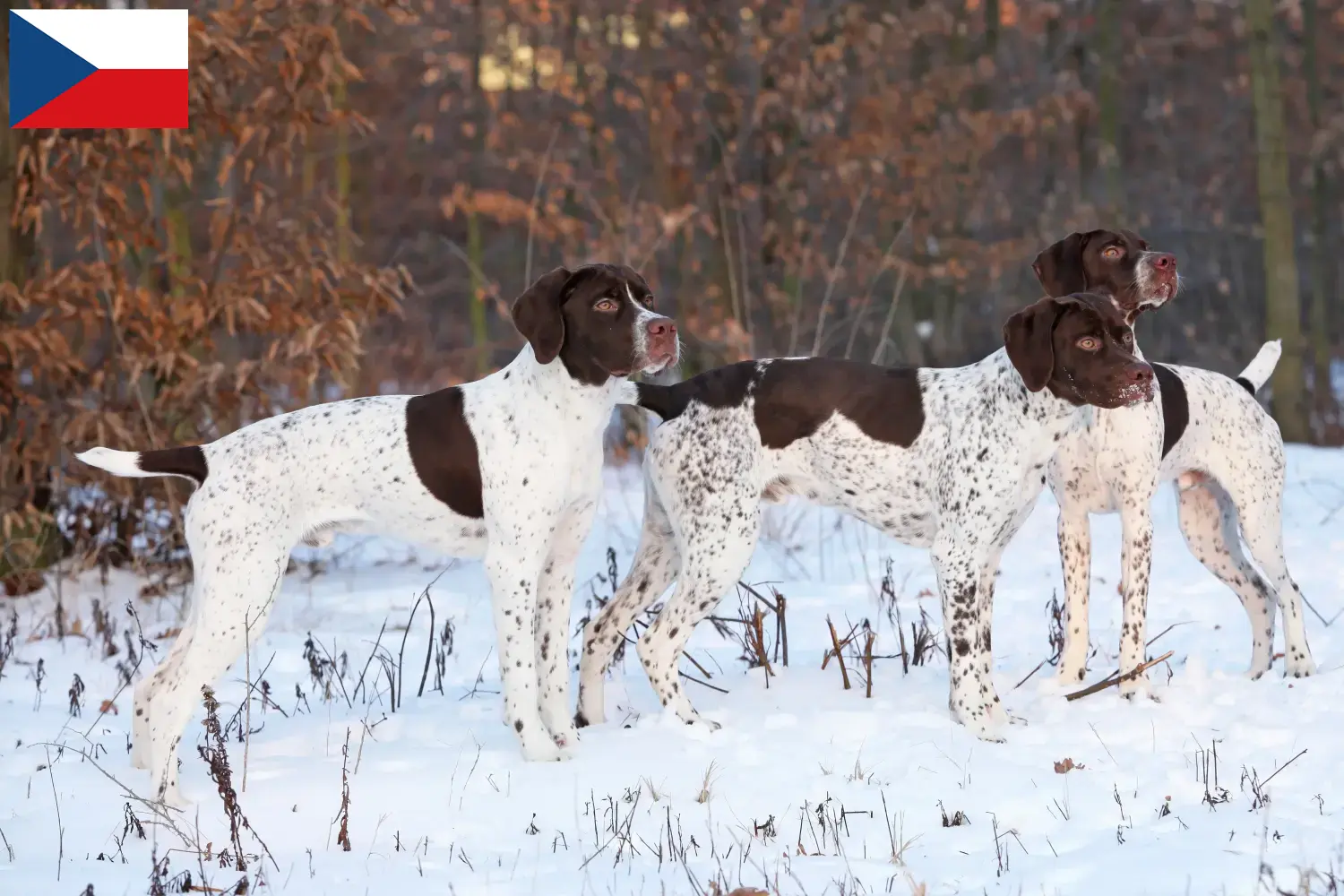Read more about the article Braque français type Pyrénées breeders and puppies in the Czech Republic