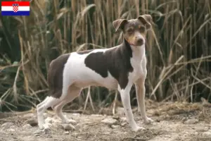 Read more about the article Brazilian Terrier breeders and puppies in Croatia