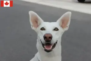 Read more about the article Canaan Dog Breeders and Puppies in Canada