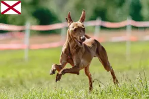 Read more about the article Cirneco dell’ Etna breeders and puppies in Alabama