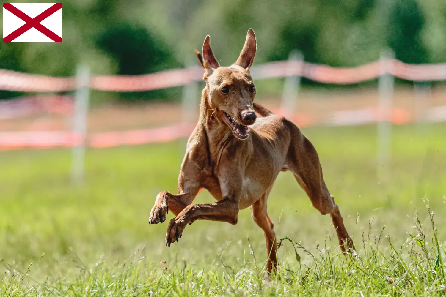 Cirneco dell' Etna puppies and breeder Alabama Here you can find Cirneco dell' Etnas breeders in Alabama.