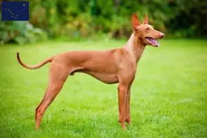 Read more about the article Cirneco dell’ Etna breeders and puppies in Alaska