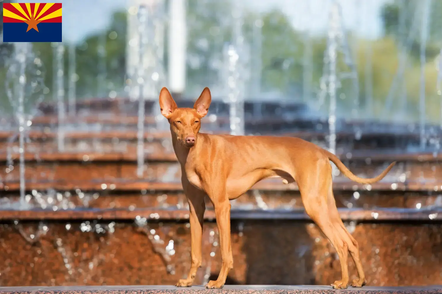 Cirneco dell' Etna puppies and breeder Arizona Here you can find Cirneco dell' Etnas breeders in Arizona.
