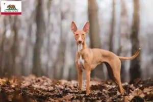 Read more about the article Cirneco dell’ Etna breeders and puppies in California