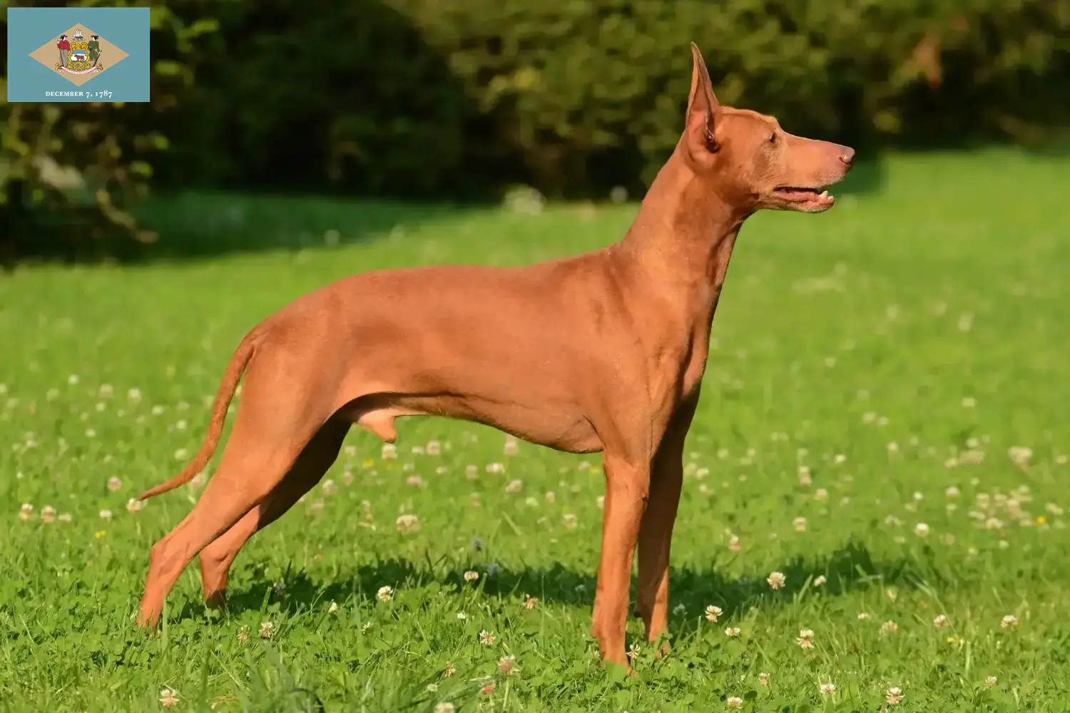 Cirneco dell' Etna puppies and breeders Delaware Here you can find Cirneco dell' Etnas breeders in Delaware.