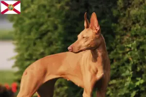 Read more about the article Cirneco dell’ Etna breeders and puppies in Florida