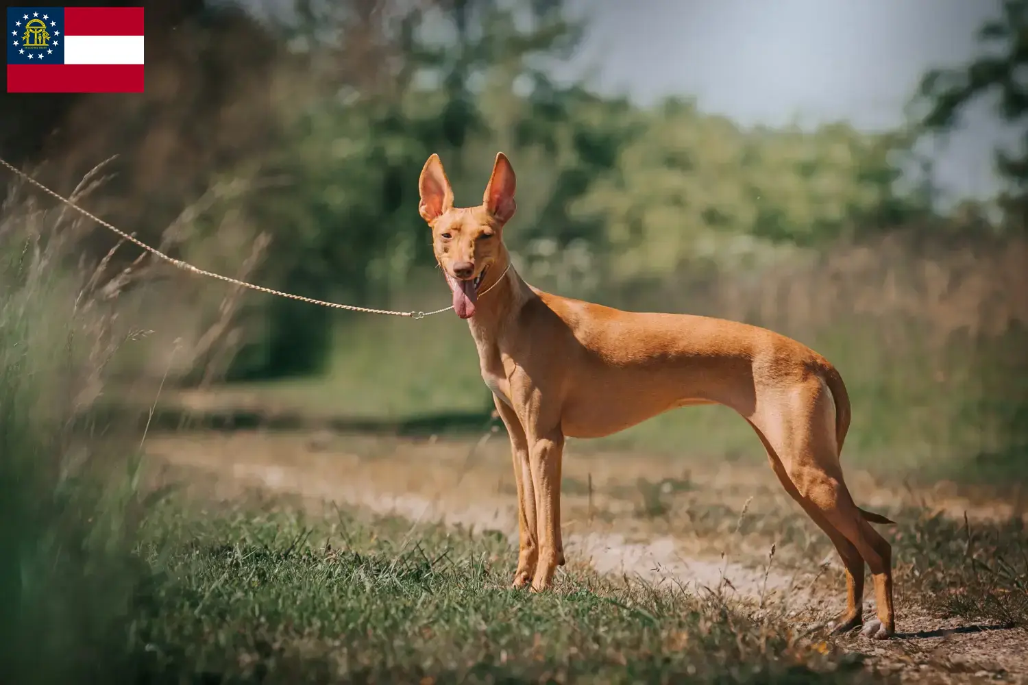 Cirneco dell' Etna puppies and breeders Georgia Here you can find Cirneco dell' Etnas breeders in Georgia.