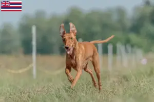 Read more about the article Cirneco dell’ Etna breeders and puppies in Hawaii