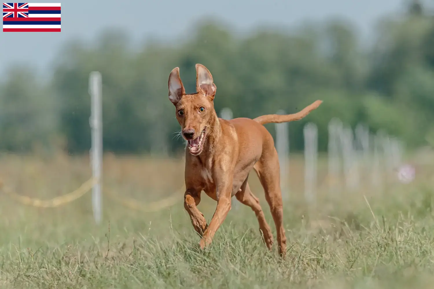 Cirneco dell' Etna puppies and breeders Hawaii Here you can find Cirneco dell' Etnas breeders in Hawaii.