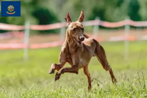 Read more about the article Cirneco dell’ Etna breeders and puppies in Idaho