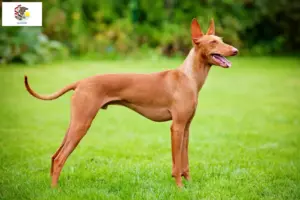 Read more about the article Cirneco dell’ Etna breeders and puppies in Illinois