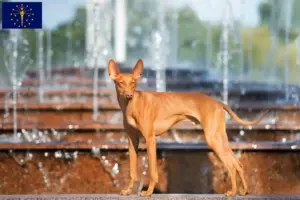 Read more about the article Cirneco dell’ Etna breeders and puppies in Indiana