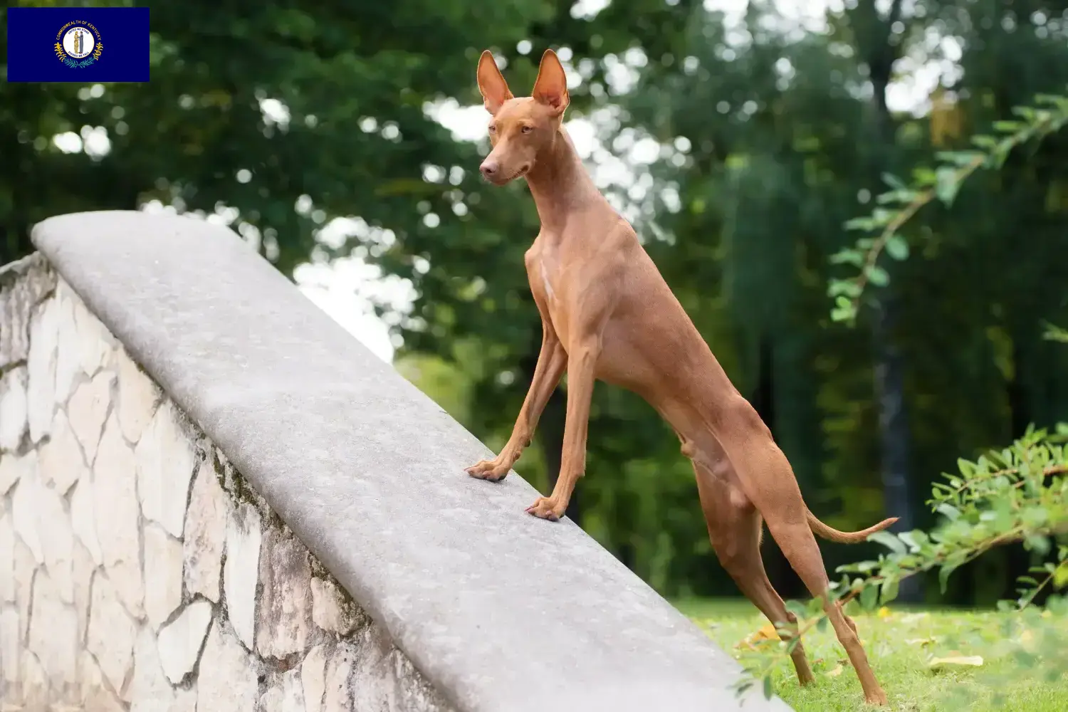 Cirneco dell' Etna puppies and breeders Kentucky Here you can find Cirneco dell' Etnas breeders in Kentucky.