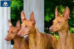 Read more about the article Cirneco dell’ Etna breeders and puppies in Louisiana