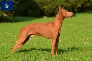 Read more about the article Cirneco dell’ Etna breeders and puppies in Maine