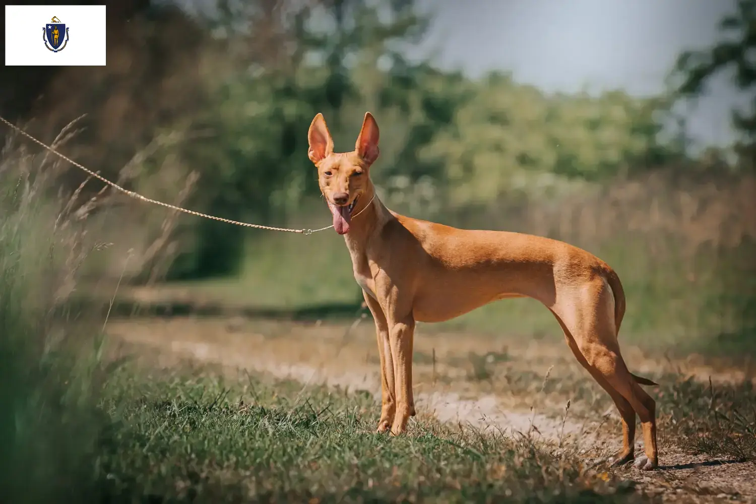 Cirneco dell' Etna puppies and breeders Massachusetts Here you can find Cirneco dell' Etnas breeders in Massachusetts.