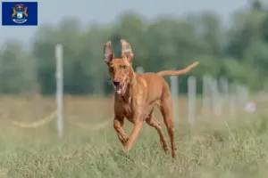 Read more about the article Cirneco dell’ Etna breeders and puppies in Michigan