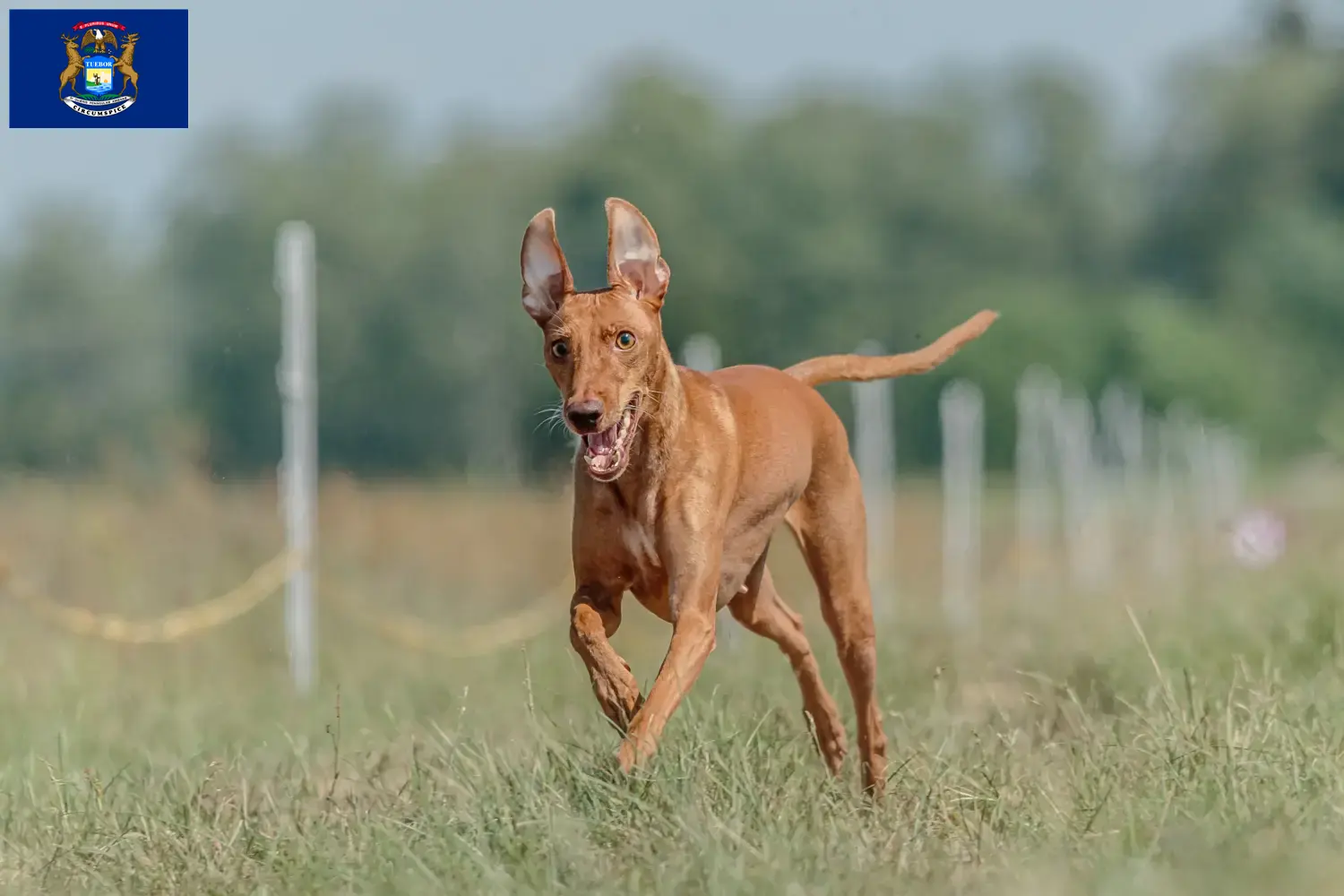 Cirneco dell' Etna puppies and breeders Michigan Here you can find Cirneco dell' Etnas breeders in Michigan.