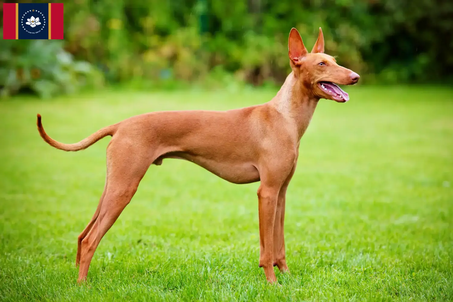 Cirneco dell' Etna puppies and breeders Mississippi Here you can find Cirneco dell' Etnas breeders in Mississippi.